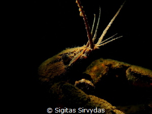 Crayfish by Sigitas Sirvydas 